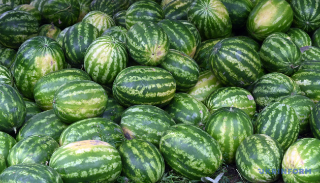 В Україні рекордно знижуються ціни на кавун - EastFruit 