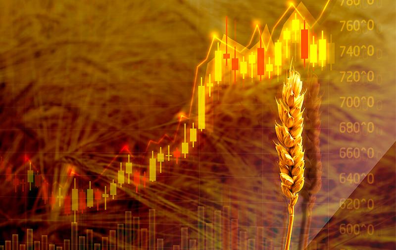  Зерно у світі дорожчає через підрив Каховської ГЕС 