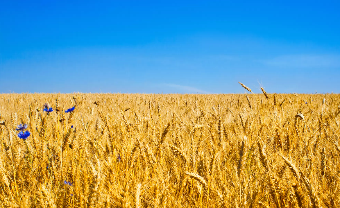  Аграрії засіяли 1,4 млн га зерновими 