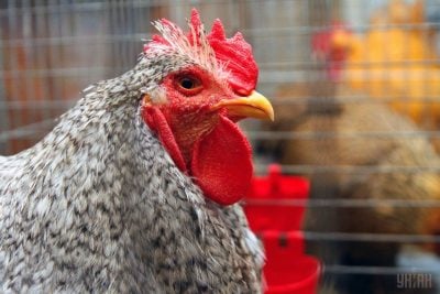  Восемь переломов: на Херсонщине мужчины жестоко отомстили за убийство кур 