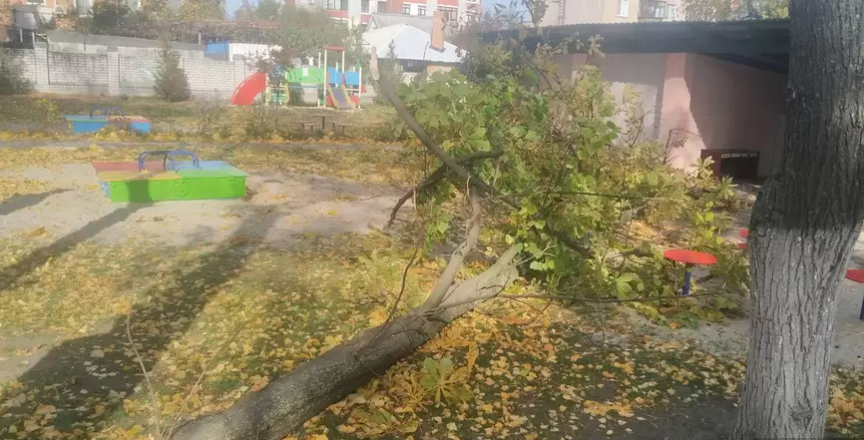  В Кременчуге на детей и воспитательницу садика упало дерево: девочка - в коме 