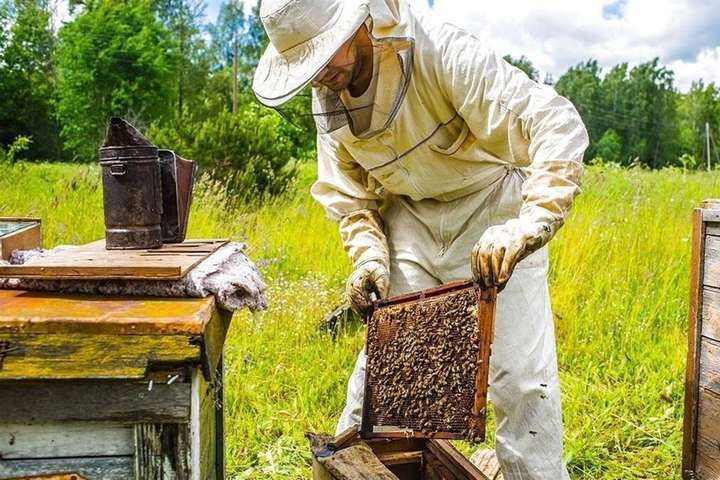  На Рівненщині загинув пасічник, якого атакував рій бджіл 