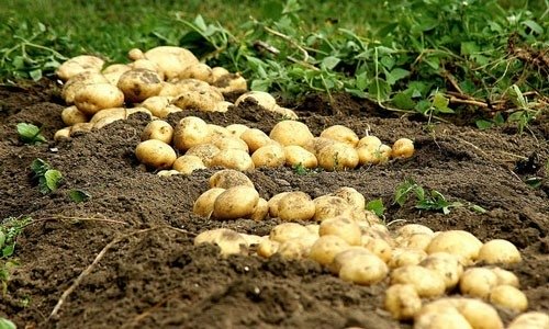  Нидерланды продали промышленный картофель в Украину, когда должны были его утилизировать 