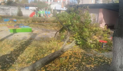 В Кременчуге на детей и воспитательницу садика упало дерево: девочка - в коме
