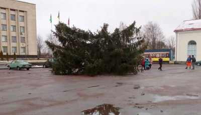 На Житомирщині новорічна ялинка під час встановлення впала разом із людиною на верхівці