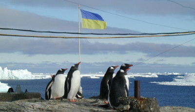Українські полярники до Дня Валентина показали «закоханих» пінгвінів