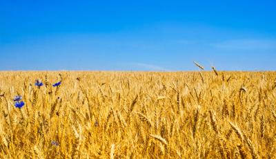 Аграрії засіяли 1,4 млн га зерновими