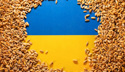 Українське зерно не ламало ринок в Польщі: експерт співставив ціни