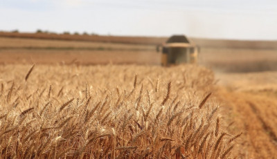 Світові ціни на продукти побили рекорд за 10 років через пшеницю – ООН
